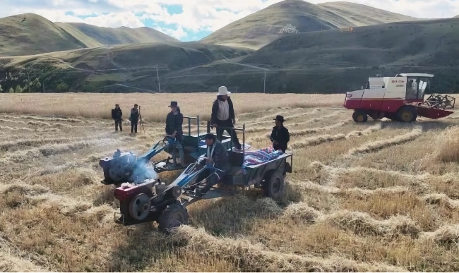 秋收現(xiàn)場。雅江縣委宣傳部供圖