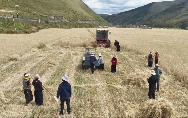 秋收現(xiàn)場。雅江縣委宣傳部供圖