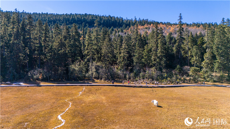 香格里拉國家公園景區(qū)內(nèi)的游客與悠閑的白牦牛。人民網(wǎng)記者 虎遵會(huì)攝