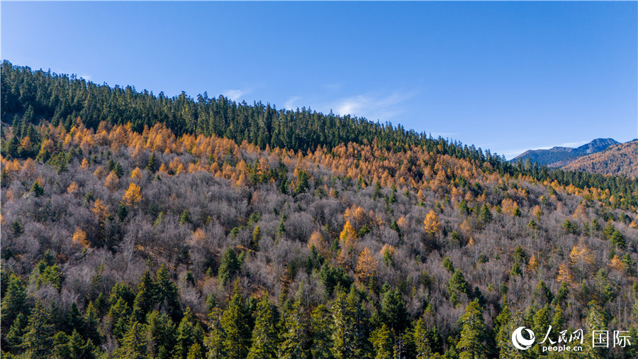 香格里拉國家公園一角。人民網(wǎng)記者 虎遵會(huì)攝