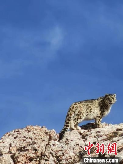 雪豹“巡山”！黃河源頭生態(tài)管護員近距離偶遇雪豹
