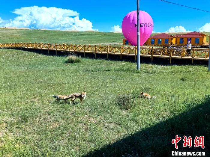 藏狐一家“入住”青海湖金沙灣近距離與人類“互動”