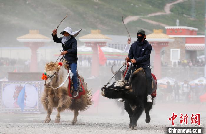 青海玉樹：賽牦牛比賽精彩上演趣味十足