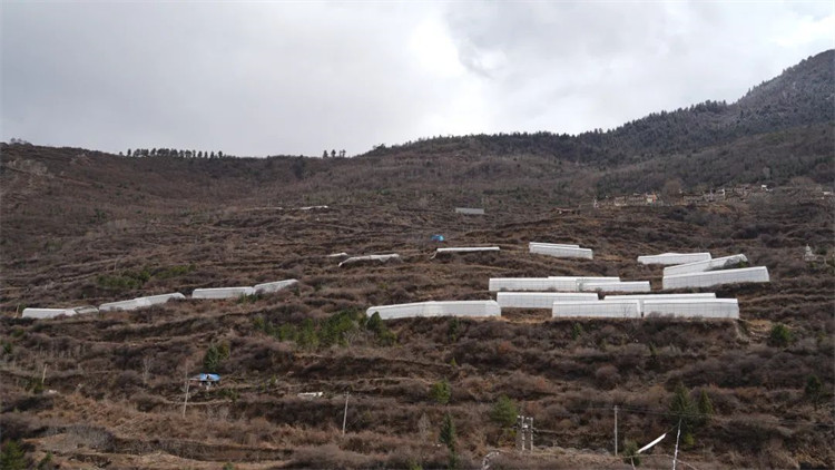 木日窩村藍(lán)莓示范基地。黑水縣融媒體中心供圖
