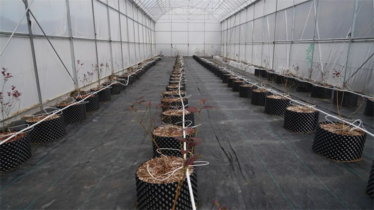 木日窩村藍(lán)莓示范基地的藍(lán)莓苗。黑水縣融媒體中心供圖