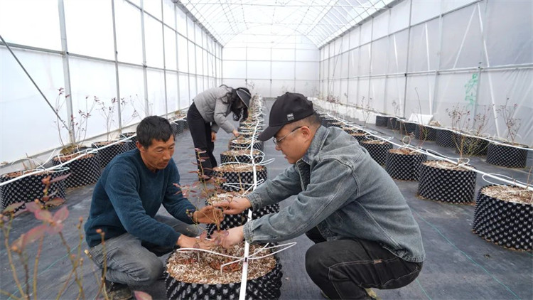任宇和工人一起為藍(lán)莓苗修枝。黑水縣融媒體中心供圖