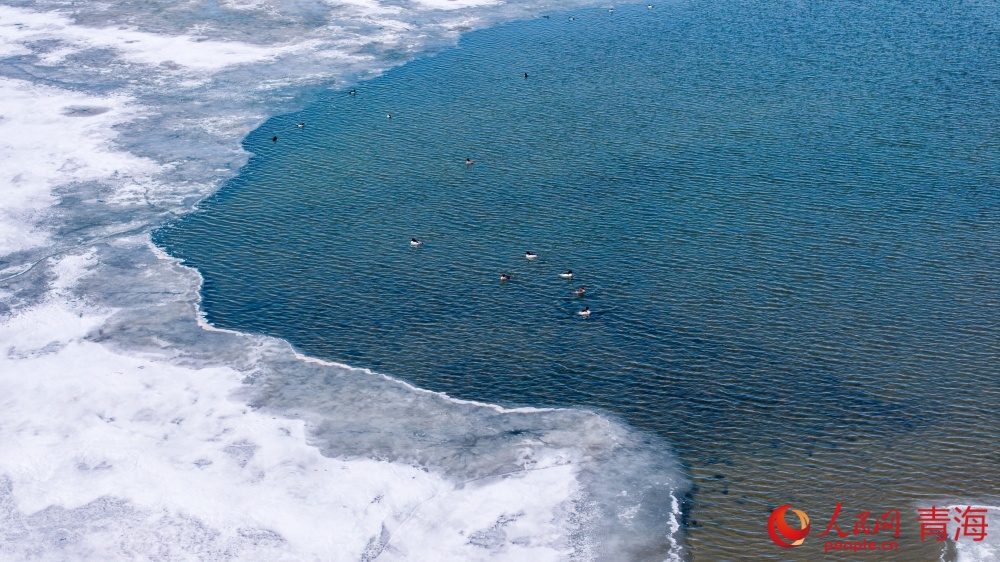漸漸蘇醒的青海湖。人民網(wǎng) 況玉攝