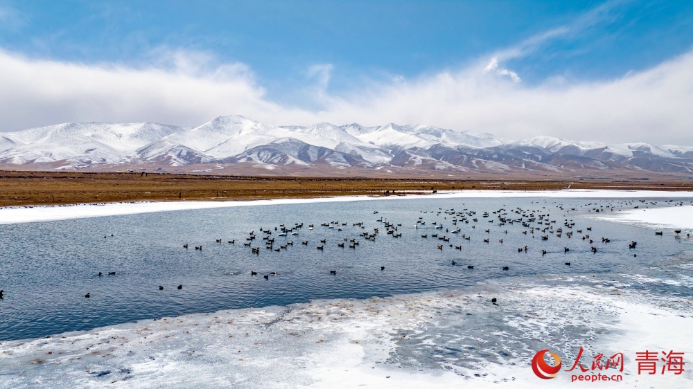 漸漸蘇醒的青海湖。人民網(wǎng) 況玉攝