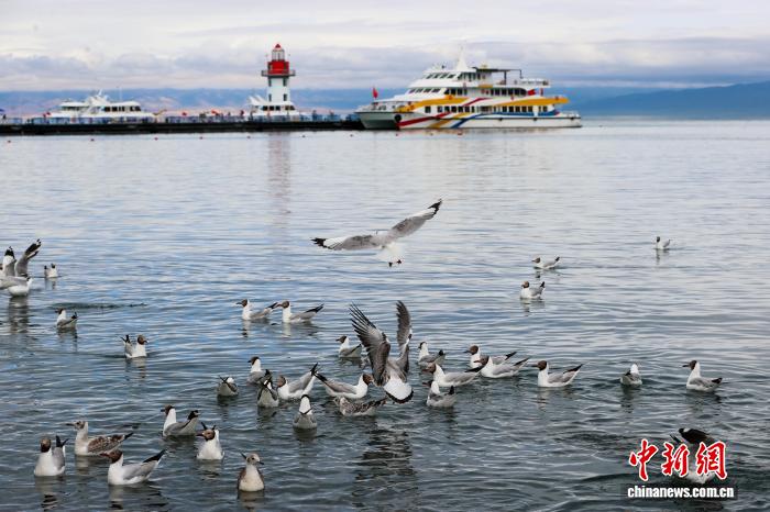 夏日青海湖盛景惹人醉