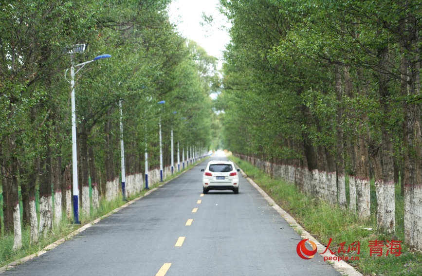 沙珠玉的林蔭路。人民網(wǎng)記者 甘海瓊攝