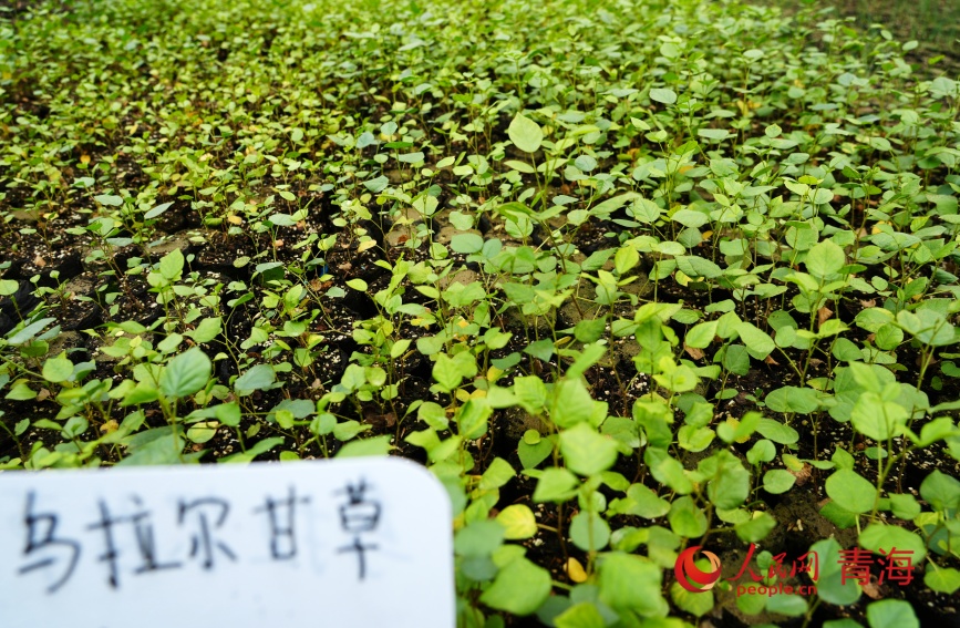治沙試驗(yàn)站的沙生植物苗。人民網(wǎng)記者 甘海瓊攝