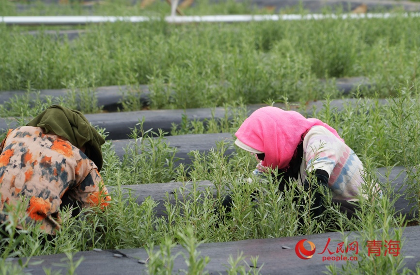 工人在試種的沙生植物苗圃中除草。人民網(wǎng)記者 甘海瓊攝