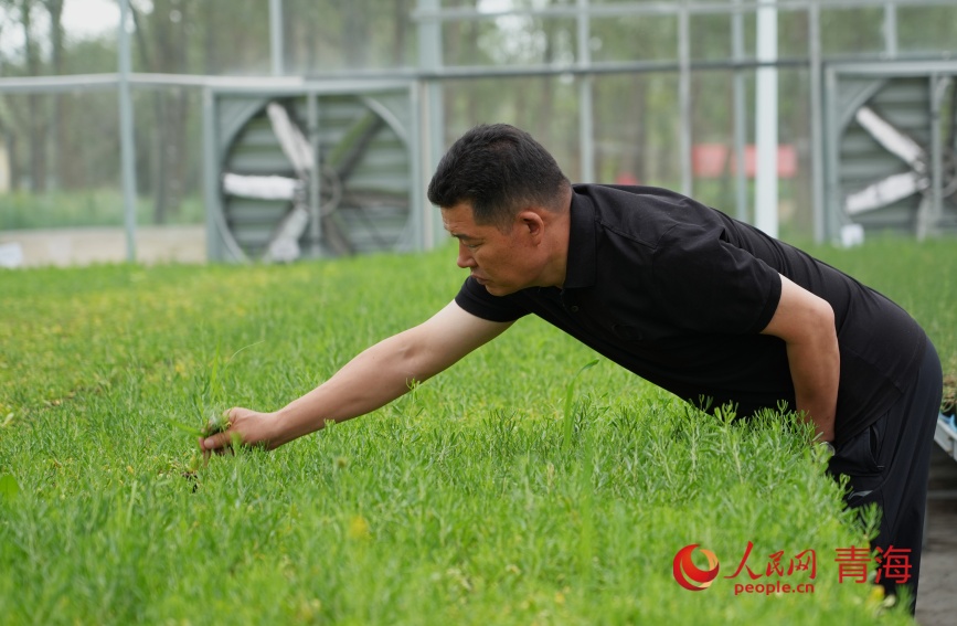 工作人員在打理沙生植物。人民網(wǎng)記者 甘海瓊攝