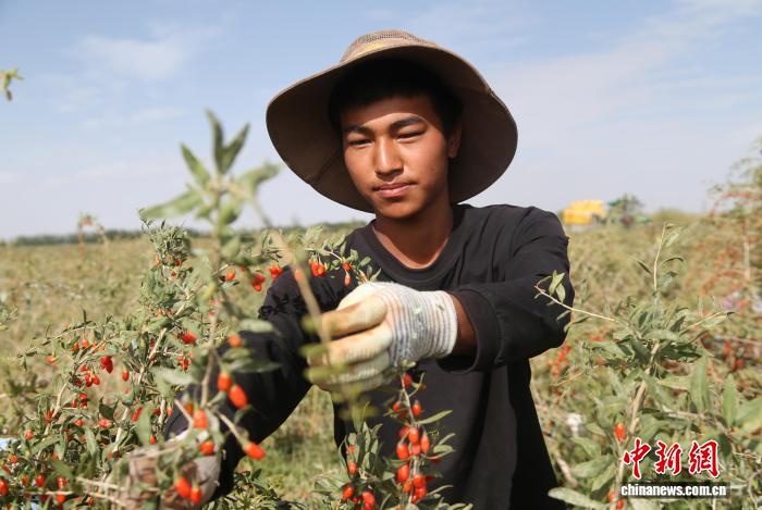 青海格爾木：柴達(dá)木枸杞迎來豐收季