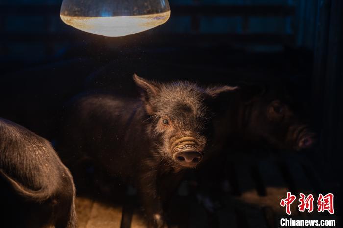 圖為藏豬被稱為“高原之珍”，以口感佳、營養(yǎng)價(jià)值高而聞名。　何蓬磊 攝