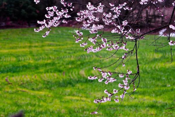 世外桃源！一組圖告訴你，西藏林芝桃花能有多美