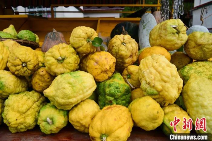 墨脫大檸檬，學(xué)名香櫞，和檸檬均為蕓香科植物。(<a target='_blank' href='/'><p  align=