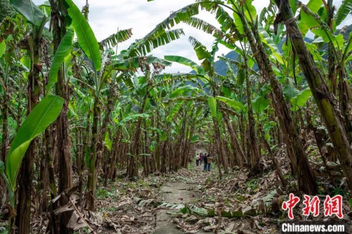 墨脫公路沿線的芭蕉林。