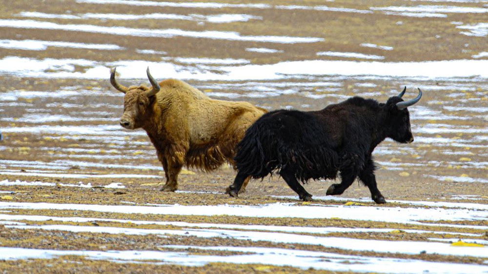 野牦牛。金阿次仁攝