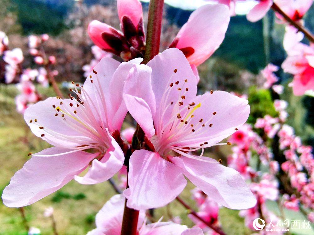 林芝桃花開。人民網(wǎng) 李海霞攝
