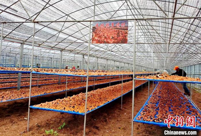 圖為紅太陽(yáng)科技示范家庭農(nóng)場(chǎng)采收的靈芝?！∑酱胪喙﹫D