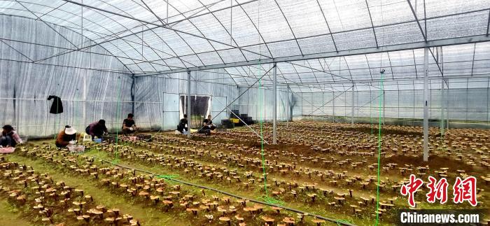 圖為紅太陽(yáng)科技示范家庭農(nóng)場(chǎng)組織民眾采收靈芝。　平措旺青供圖