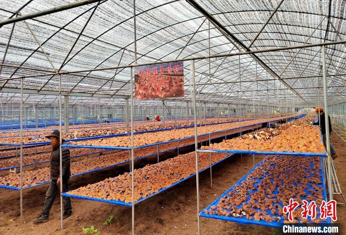 圖為紅太陽(yáng)科技示范家庭農(nóng)場(chǎng)采收的靈芝。　平措旺青供圖