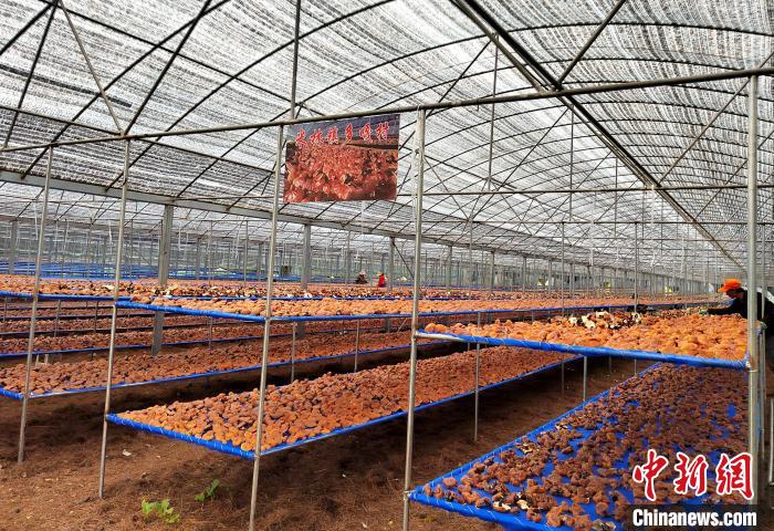 圖為紅太陽(yáng)科技示范家庭農(nóng)場(chǎng)采收的靈芝。　平措旺青供圖