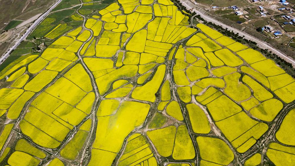 西藏墨竹工卡縣油菜農(nóng)田。