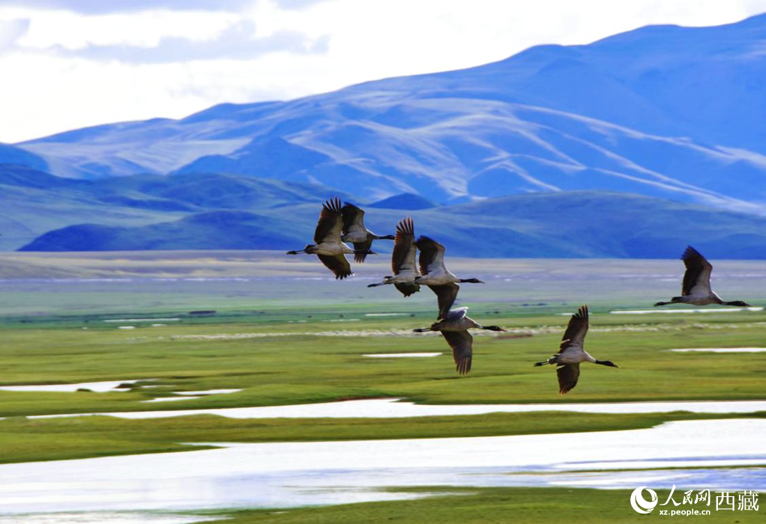 黑頸鶴在草原起舞。人民網(wǎng) 李海霞攝