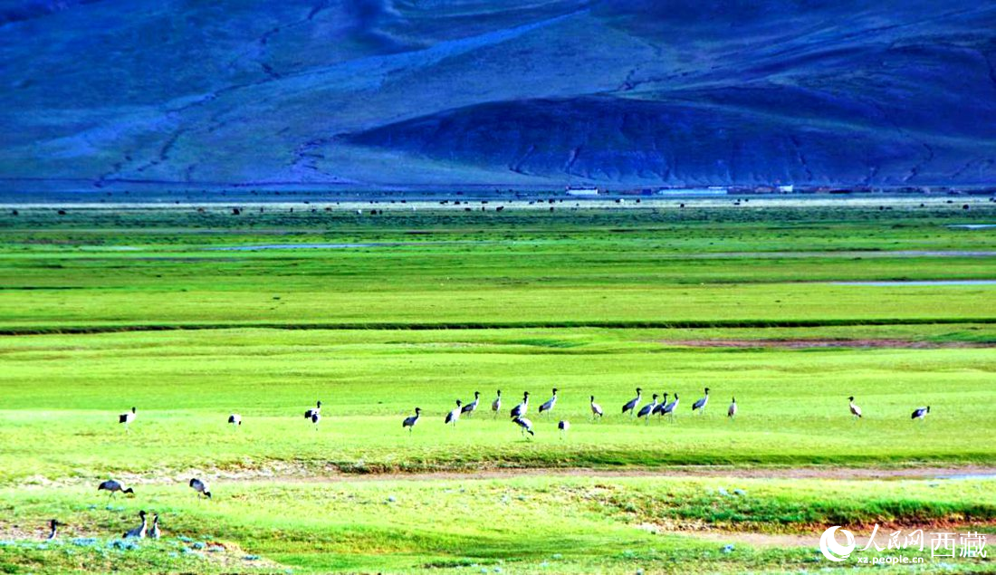 這個(gè)季節(jié)正是黑頸鶴繁殖季。人民網(wǎng) 李海霞攝