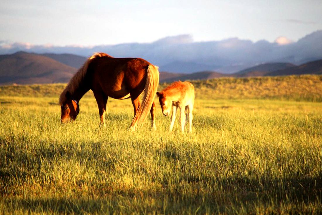 馬兒在草地上覓食。普布桑杰攝