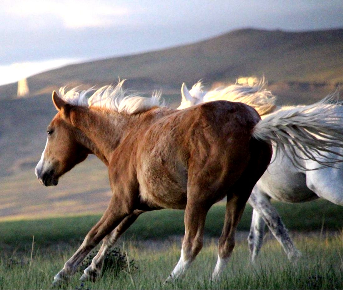 草原上奔騰的馬兒。普布桑杰攝