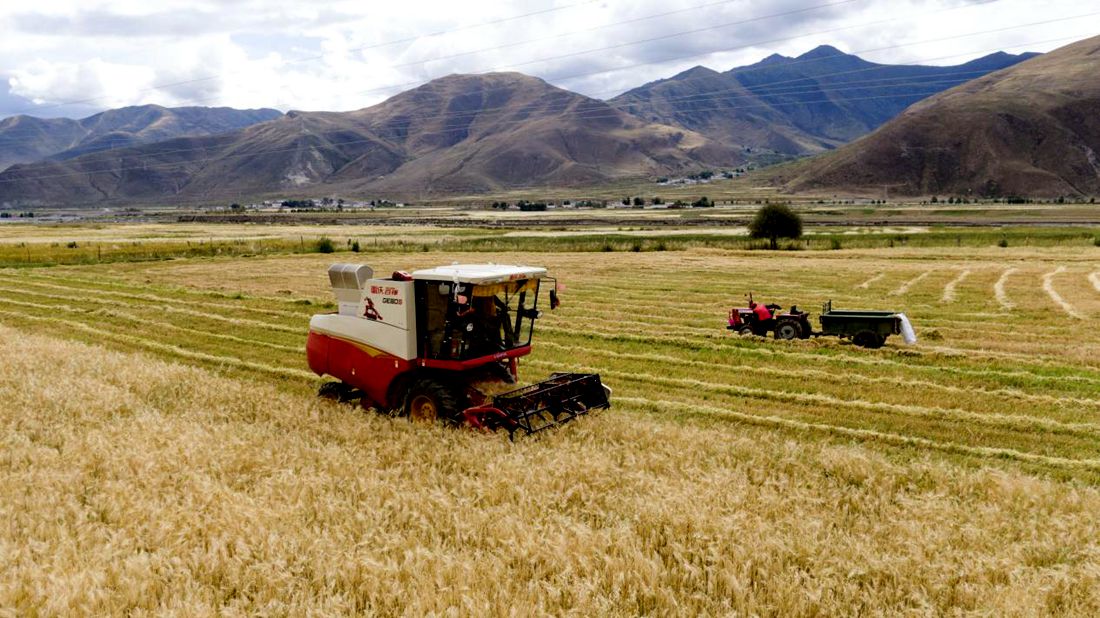 抗疫情、保秋收。洛克攝