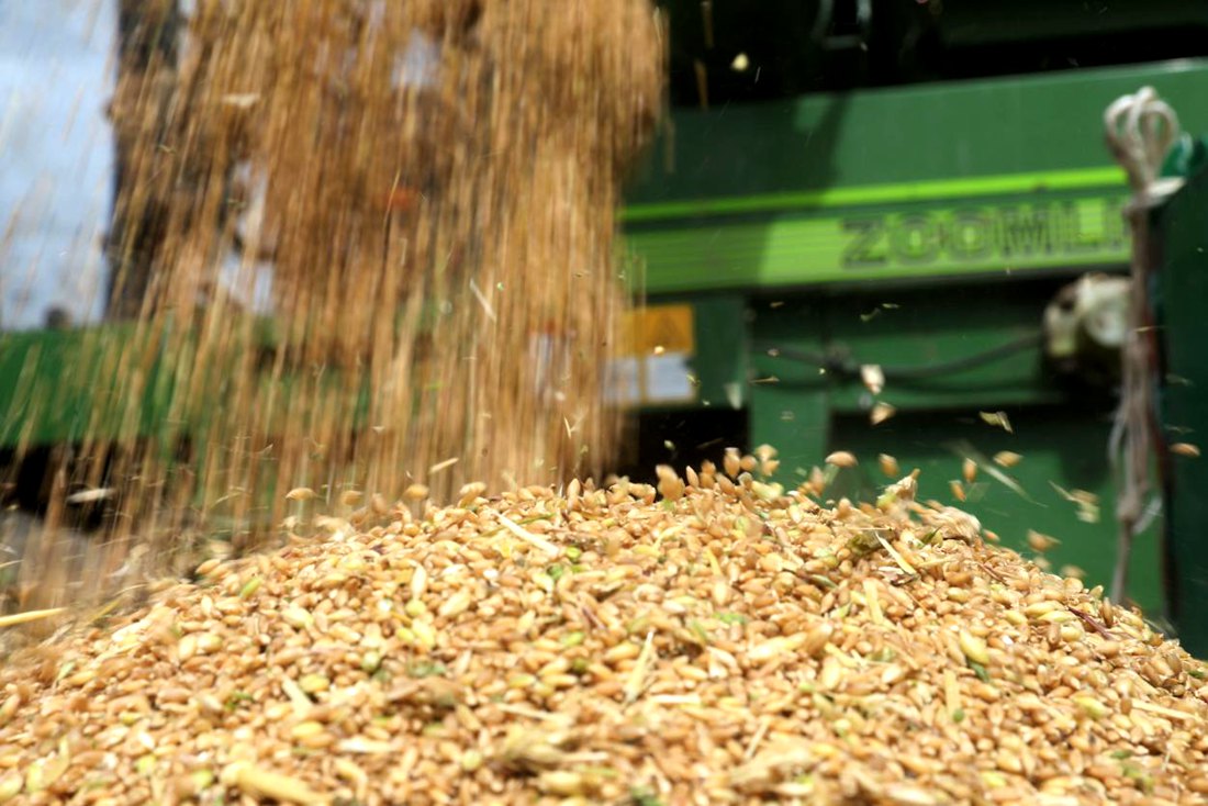 承載著希望的青稞，顆粒歸倉。洛克攝