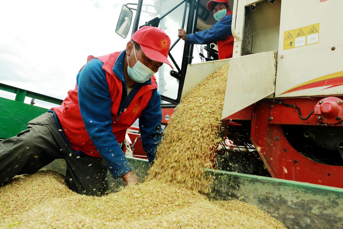 疫情之下，志愿者是田間最美的風(fēng)景。洛克攝