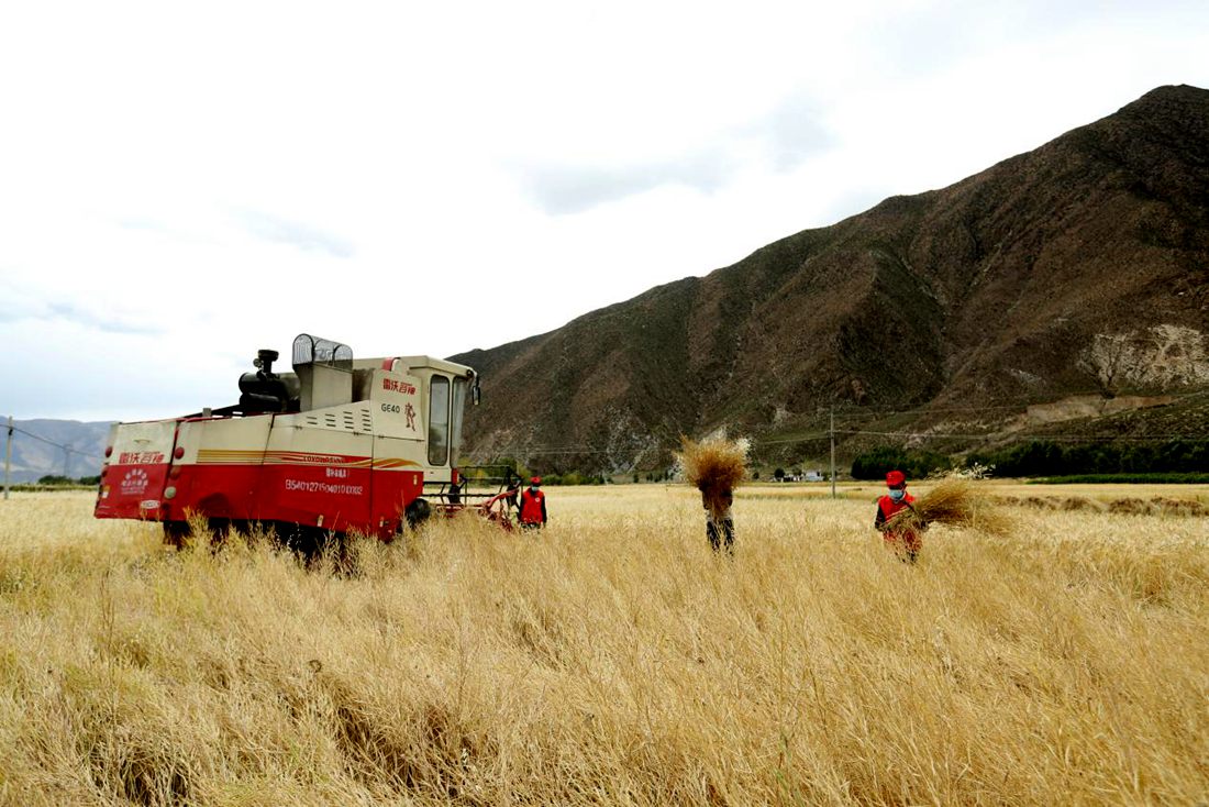 希望的田野。洛克攝