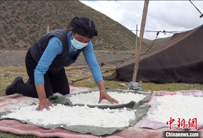 圖為牧民正在制作奶渣。　日喀則文聯(lián)供圖