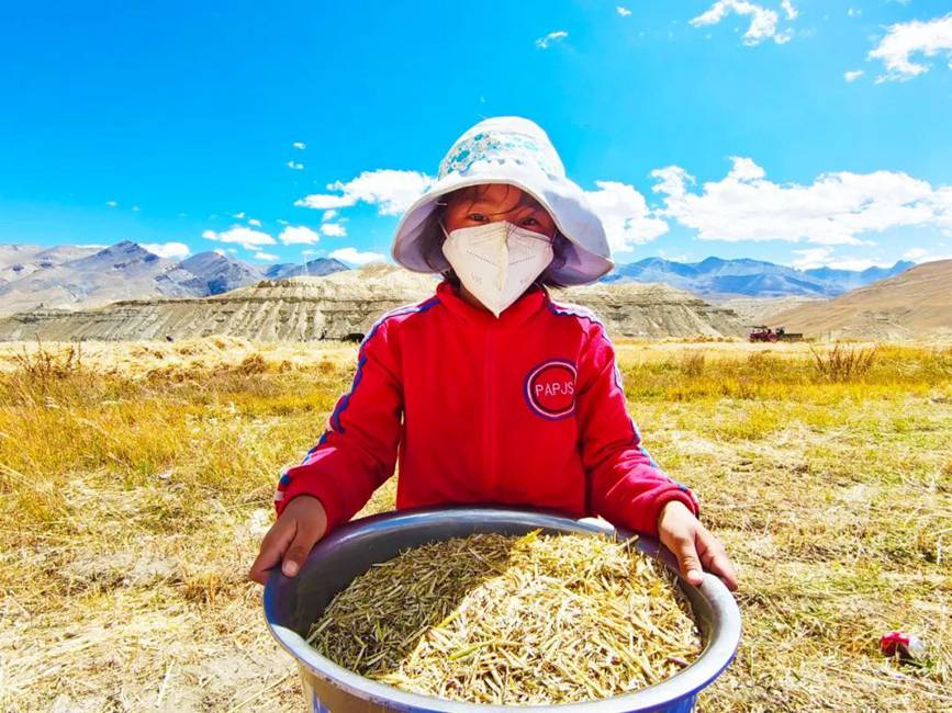 西藏吉?。簬愠两襟w驗秋收打場【9】