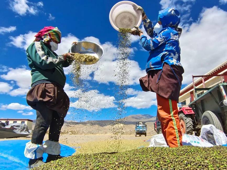 西藏吉?。簬愠两襟w驗秋收打場【10】