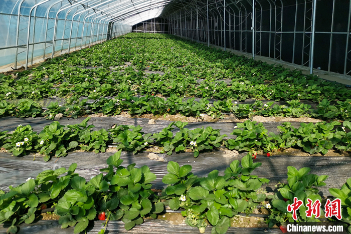 圖為10月21日，康馬縣薩馬達(dá)鄉(xiāng)高原溫室大棚內(nèi)的草莓長勢良好。<a target='_blank' href='/'><p  align=