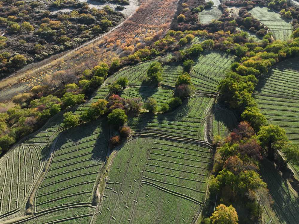 雅魯藏布江畔的高原梯田。