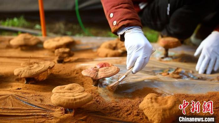 圖為農民采收靈芝孢子粉?！〉录?攝