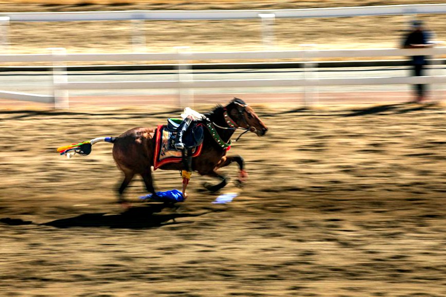 藏歷新年，精彩的馬術(shù)表演。張靜攝