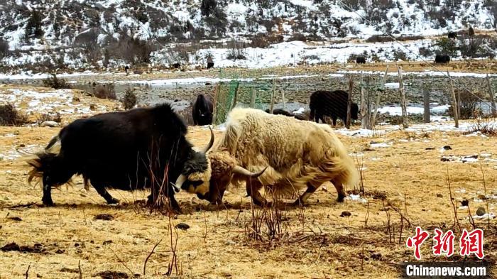 圖為角木那村生態(tài)散養(yǎng)的牦牛正在嬉戲?！“蜕Ｇ?　攝