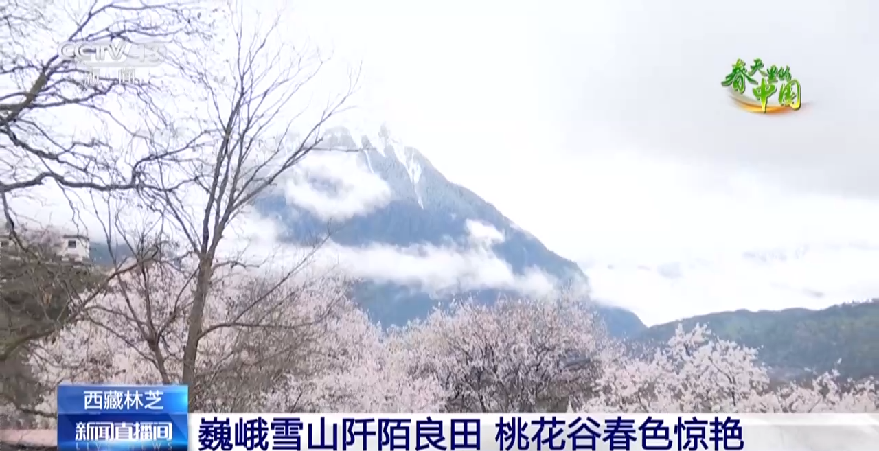 西藏林芝:巍峨雪山阡陌良田 桃花谷春色驚艷