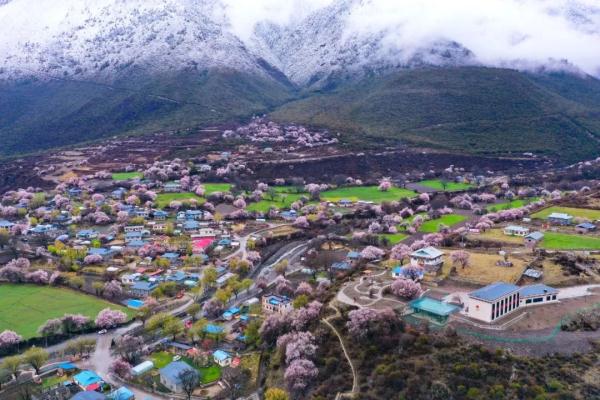 人間桃花源！林芝桃花有多絕？