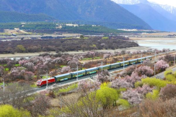 人間桃花源！林芝桃花有多絕？