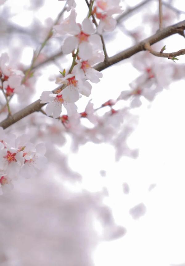 人間桃花源！林芝桃花有多絕？