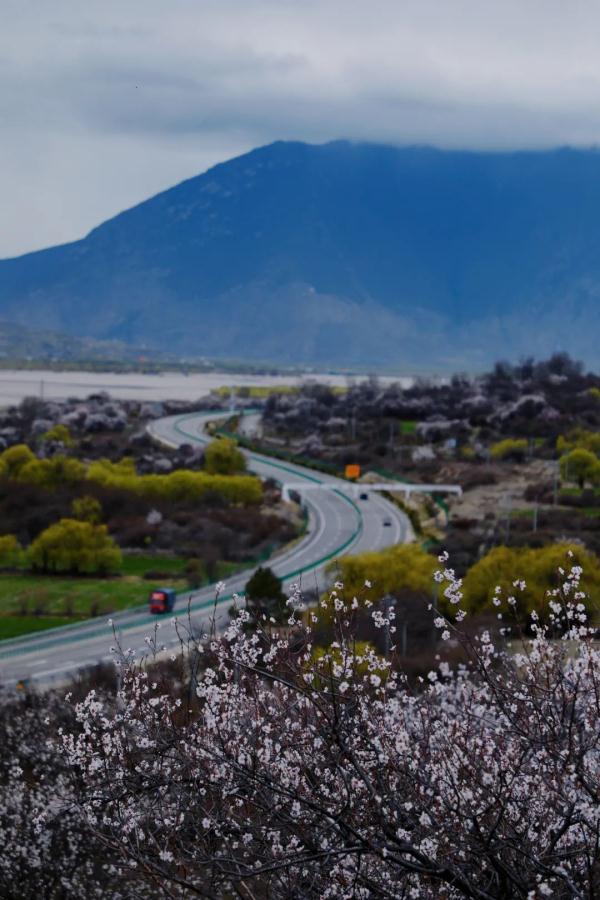 人間桃花源！林芝桃花有多絕？